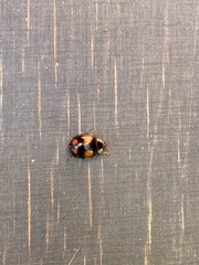 Harmonia axyridis