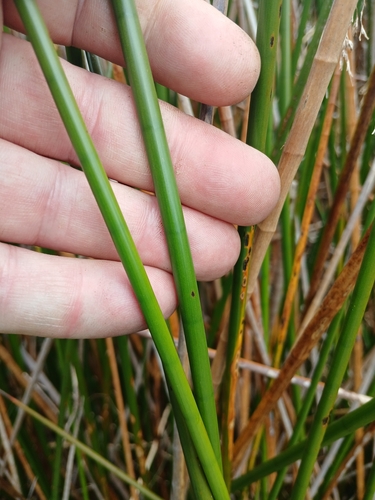 Machaerina articulata, photograph 4