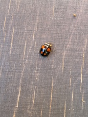 Harmonia axyridis