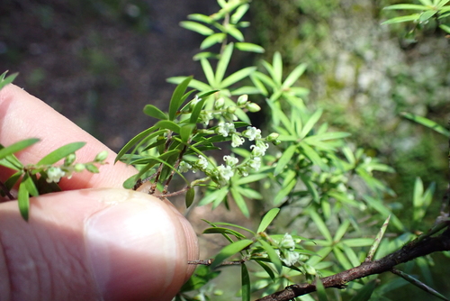 Leucopogon fasciculatus, photograph 2