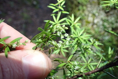 Leucopogon fasciculatus, photograph (c) Michael Berardozzi, some rights reserved (CC BY)
