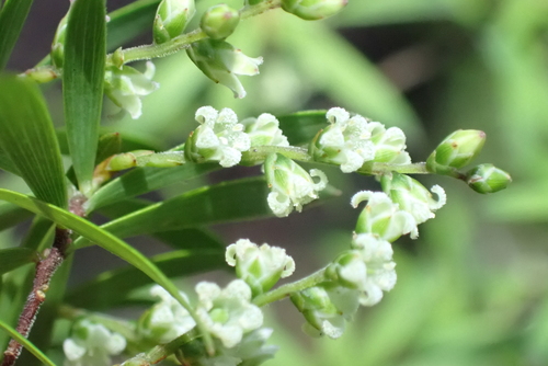 Leucopogon fasciculatus, photograph 3