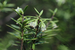Leptecophylla juniperina, photograph (c) Michael Berardozzi, some rights reserved (CC BY)