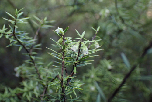 Leptecophylla juniperina, photograph 3