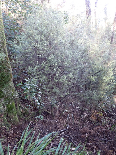 Leptecophylla juniperina, photograph 4