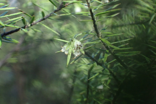 Leptecophylla juniperina, photograph 5