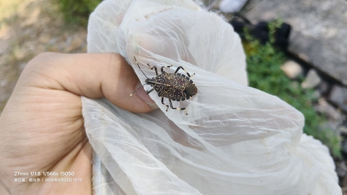 Yellow-spotted Stink Bug