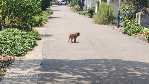 Domestic Dog