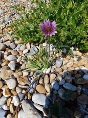 Tragopogon porrifolius