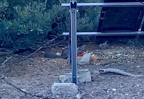 California Ground Squirrel