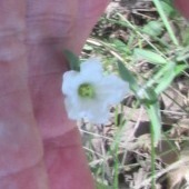 Mononeuria nuttallii