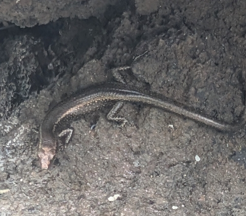 Cryptoblepharus poecilopleurus observed 2026-09-25