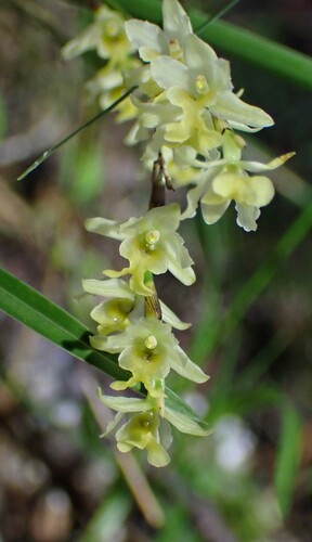 Earina mucronata