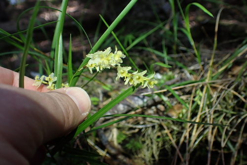 Earina mucronata, photograph 2