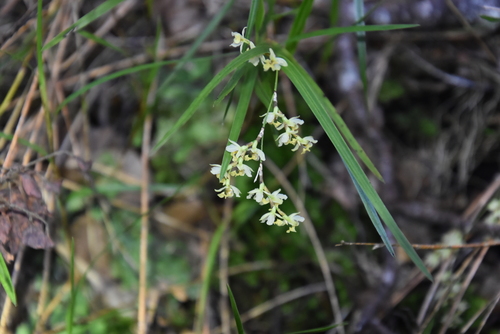 Earina mucronata, photograph 3