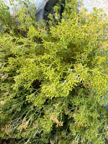 Ericameria cuneata, photograph 2