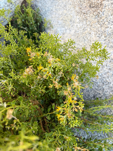 Ericameria cuneata, photograph 1