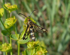 Chamaesphecia tenthrediniformis