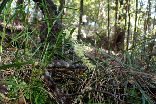 Earina mucronata, photograph 5