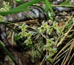 Earina mucronata, photograph (c) Michael Berardozzi, some rights reserved (CC BY)
