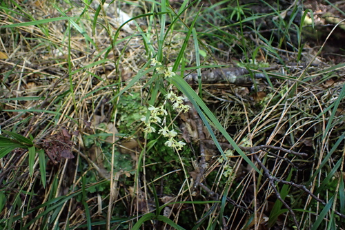 Earina mucronata, photograph 6