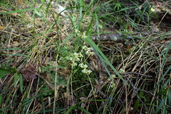 Earina mucronata, photograph (c) Michael Berardozzi, some rights reserved (CC BY)
