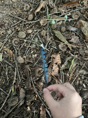 Blue Jay