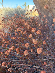 Eriogonum fasciculatum