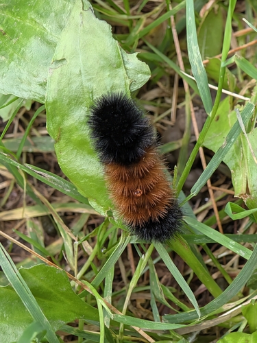 Isabella Tiger Moth