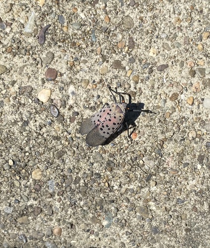 Spotted Lanternfly