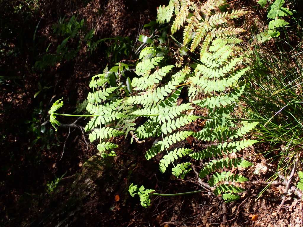 Histiopteris incisa; photograph (c) Michael Berardozzi, some rights reserved (CC BY)