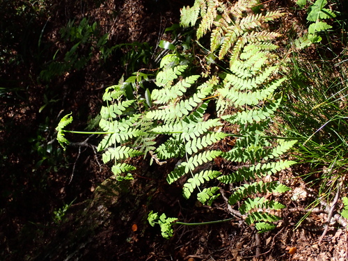 Histiopteris incisa