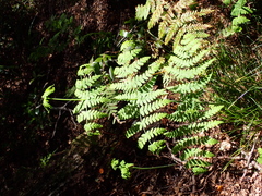 Histiopteris incisa