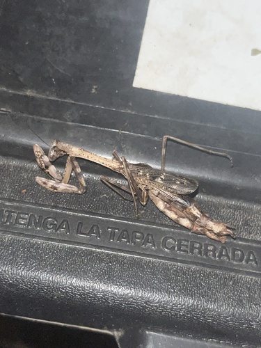 Carolina Mantis