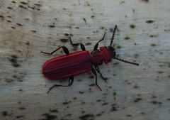 Cucujus cinnaberinus