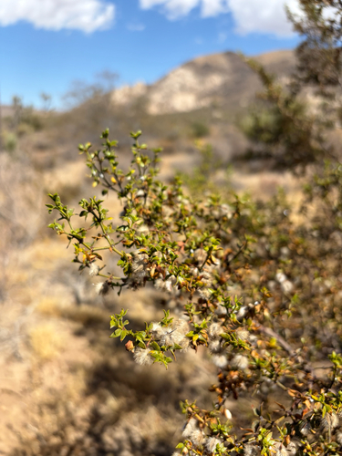 Larrea tridentata