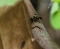 Harmochirus brachiatus