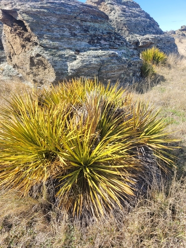 Aciphylla aurea