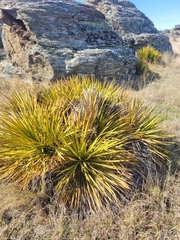 Aciphylla aurea