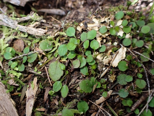 Lagenophora pumila
