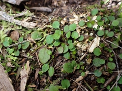 Lagenophora pumila