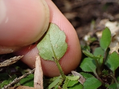 Lagenophora pumila, photograph (c) Oscar Dove, some rights reserved (CC BY)