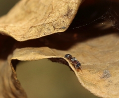 Harmochirus brachiatus