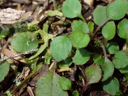 Lagenophora pumila, photograph 2