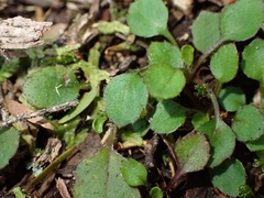 Lagenophora pumila, photograph (c) Oscar Dove, some rights reserved (CC BY)