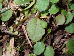 Lagenophora pumila, photograph (c) Oscar Dove, some rights reserved (CC BY)