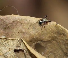Harmochirus brachiatus