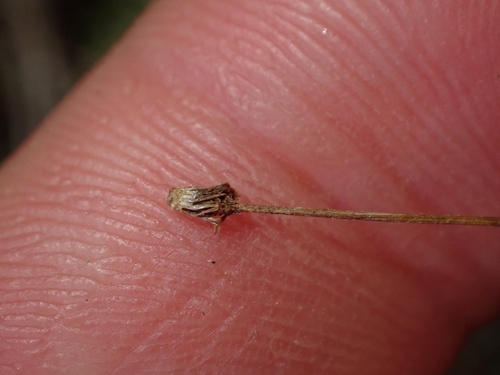 Lagenophora pumila, photograph 4