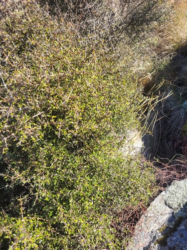 Coprosma propinqua