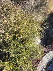 Coprosma propinqua